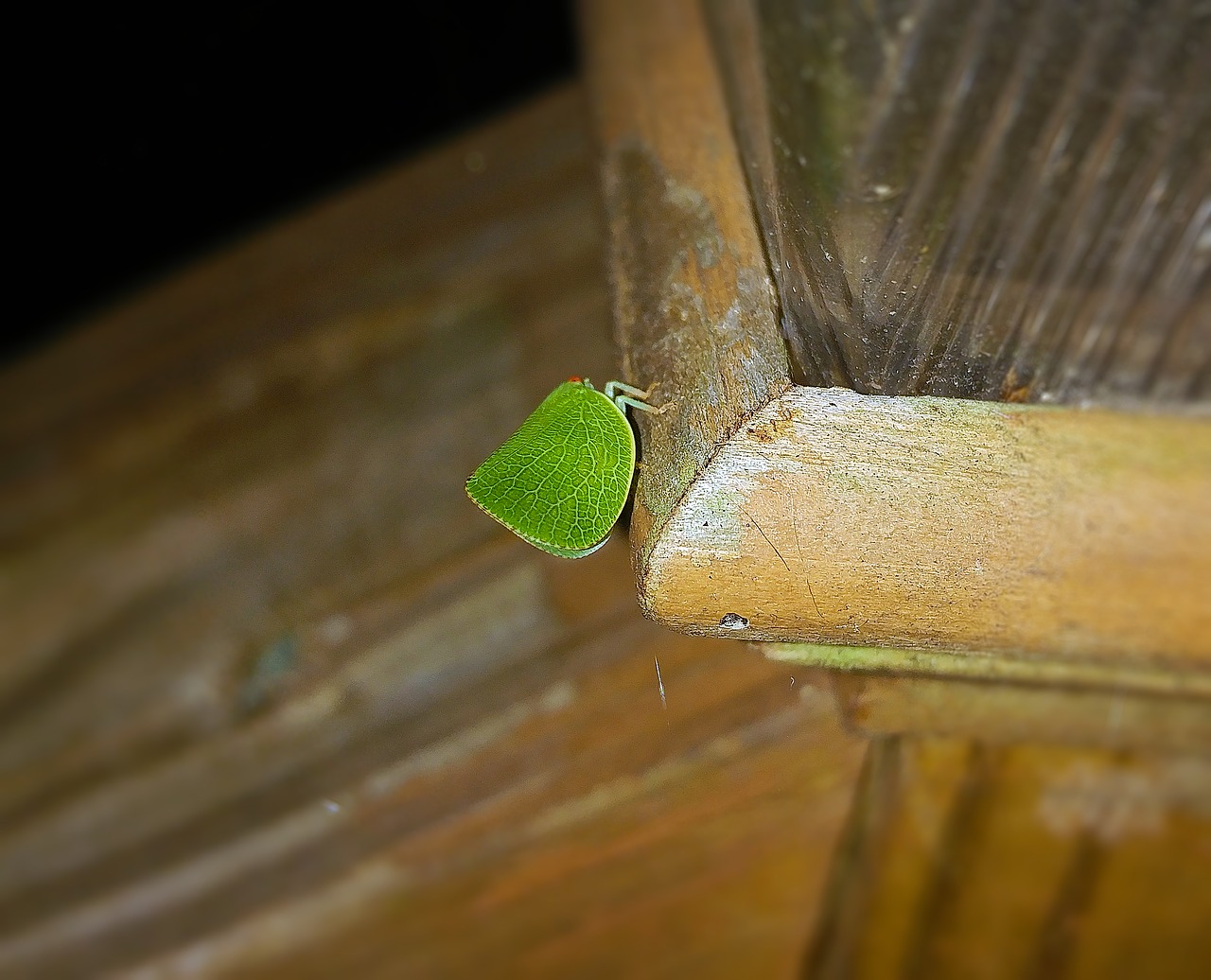 Lapų Vabzdys, Vaikščiojimo Lapai, Klaida, Phylliidae, Kamufliažas, Vabzdys, Gamta, Laukinė Gamta, Padaras, Gyvūnas