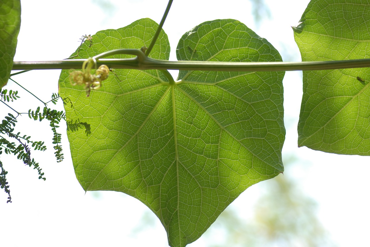 Chayote Lapai, Daržovių, Gamta, Nemokamos Nuotraukos,  Nemokama Licenzija