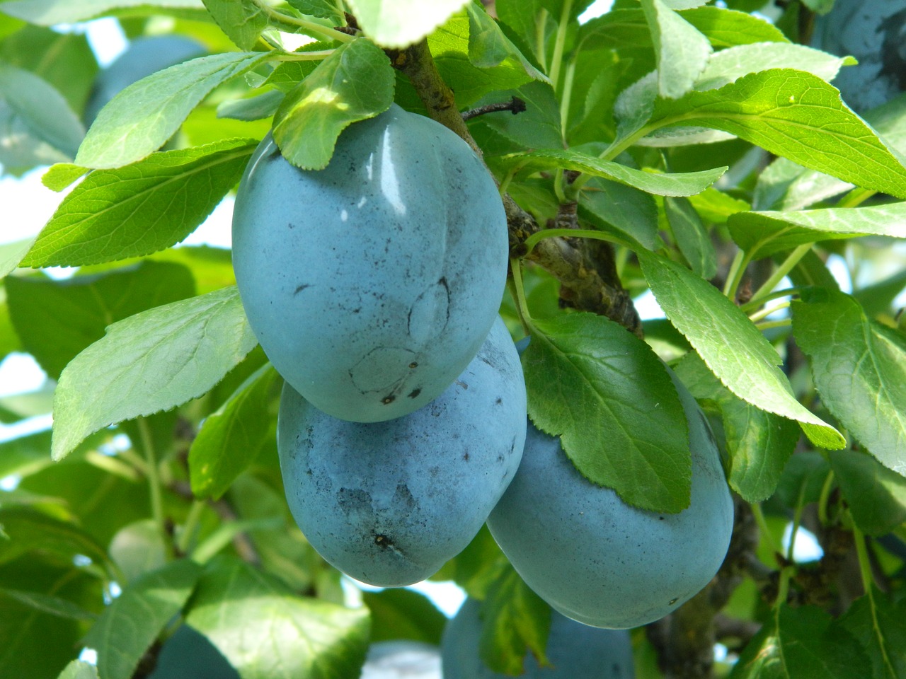 Lapų Augalai,  Pobūdį,  Maisto,  Vaisių,  Sodas,  Niekas,  Augalų,  Vasara,  Lauke, Nemokamos Nuotraukos