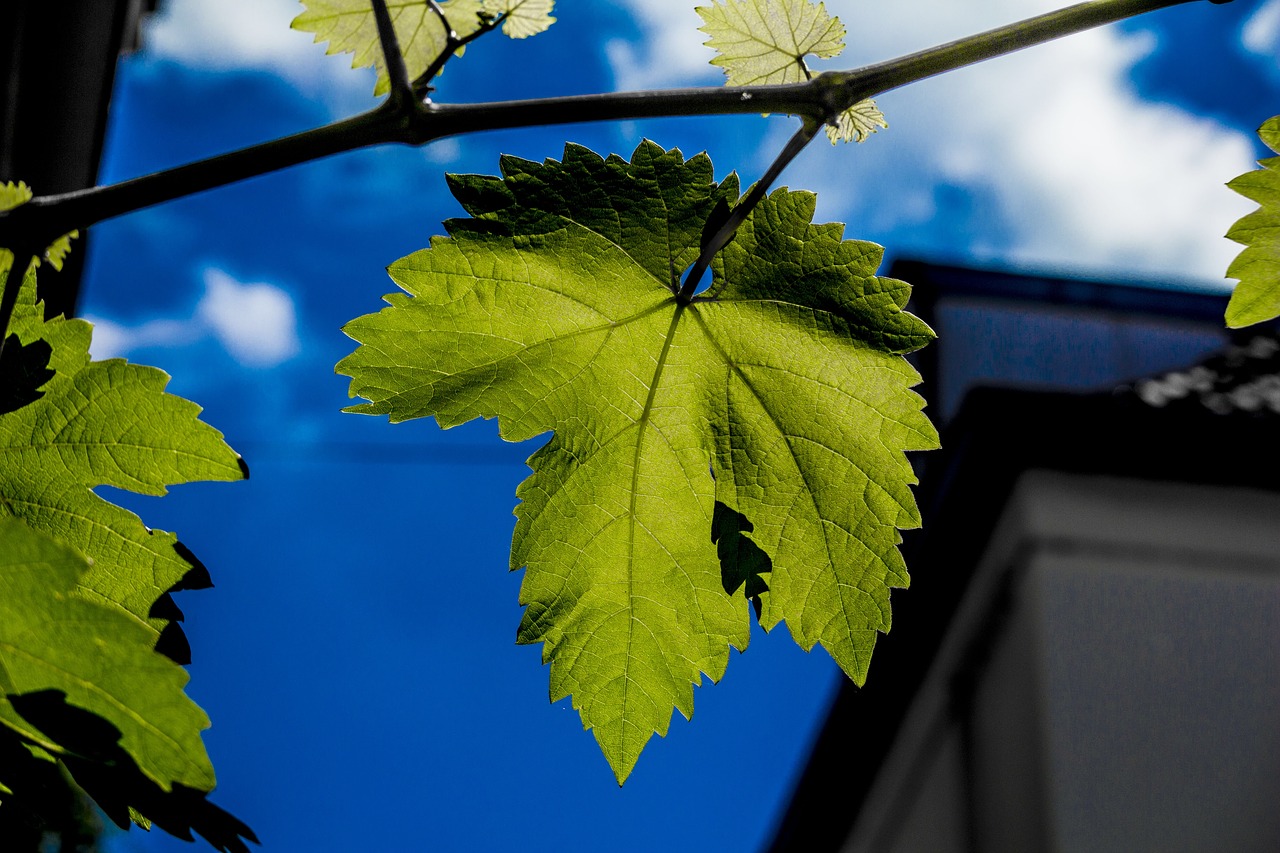 Lapai, Mėlynas, Mėlynas Dangus, Žalias, Lapai, Gamta, Flora, Lauke, Medis, Augimas