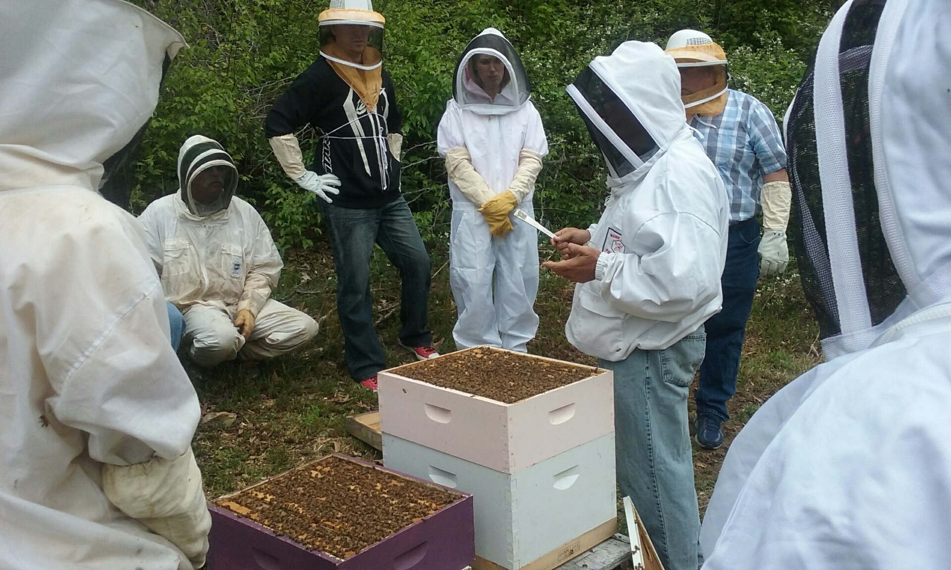 Bitės,  Medus,  Bitininkystė,  Avilys,  Aviliai,  Bitininkas,  Medus & Nbsp,  Bitė,  Mokytis Apie Bitininkystę, Nemokamos Nuotraukos