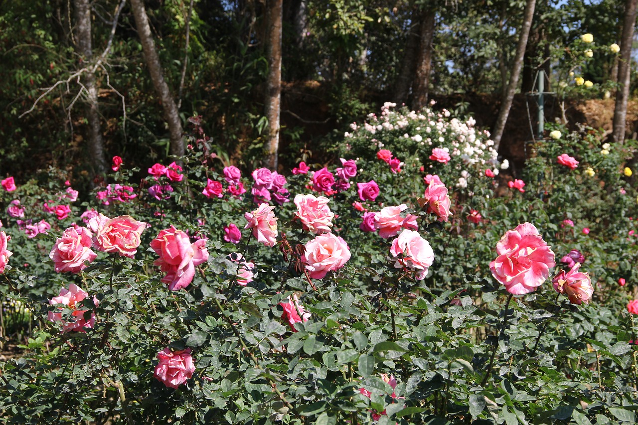 Pakabukas, Chiang Mai Tailandas, Tokia Sunki Aplankymo Rūmai, Gėlės, Gamta, Šviežios Gėlės, Gėlių Sodas, Sodas, Lauke, Puikus