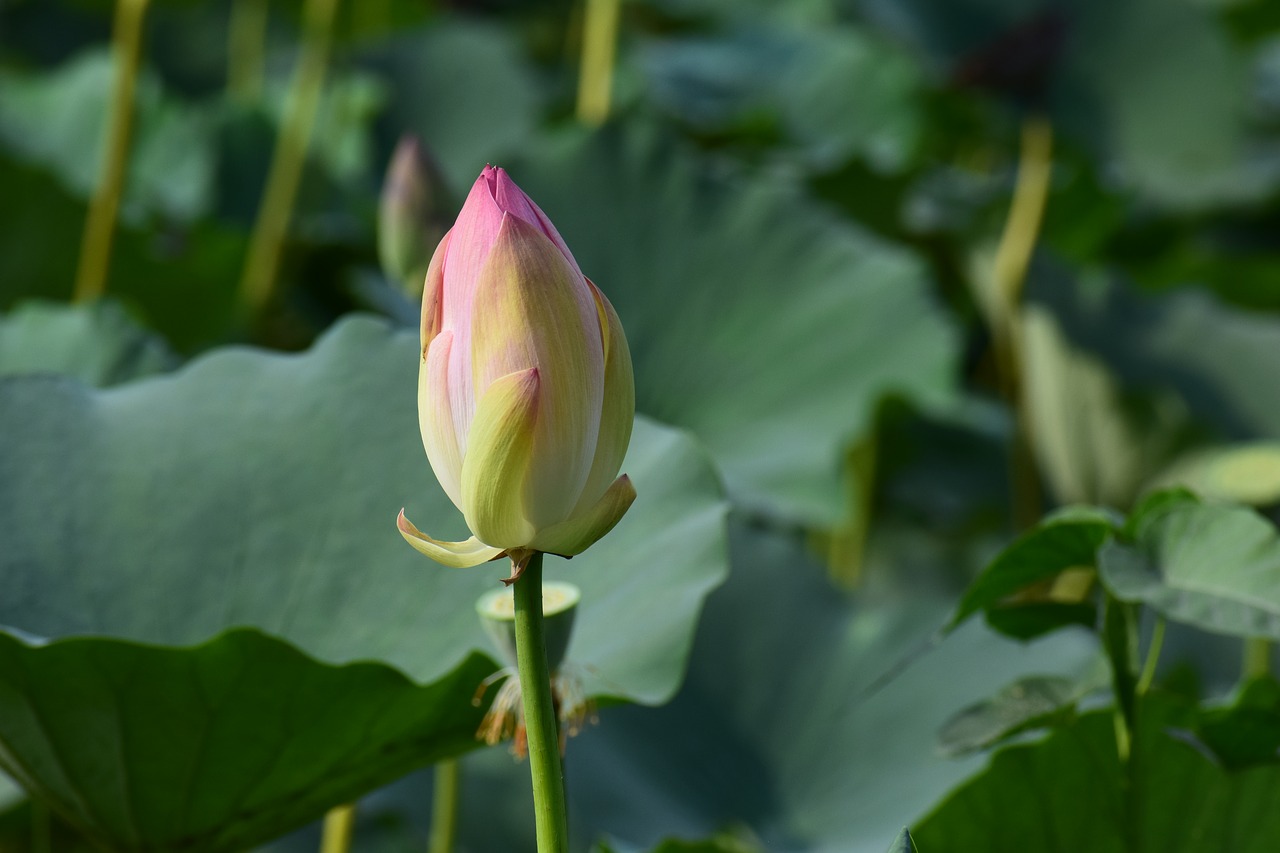 Palikti, Stiebas, Žalias, Lapai, Augalas, Gamta, Natūralus, Šviežias, Pavasaris, Flora