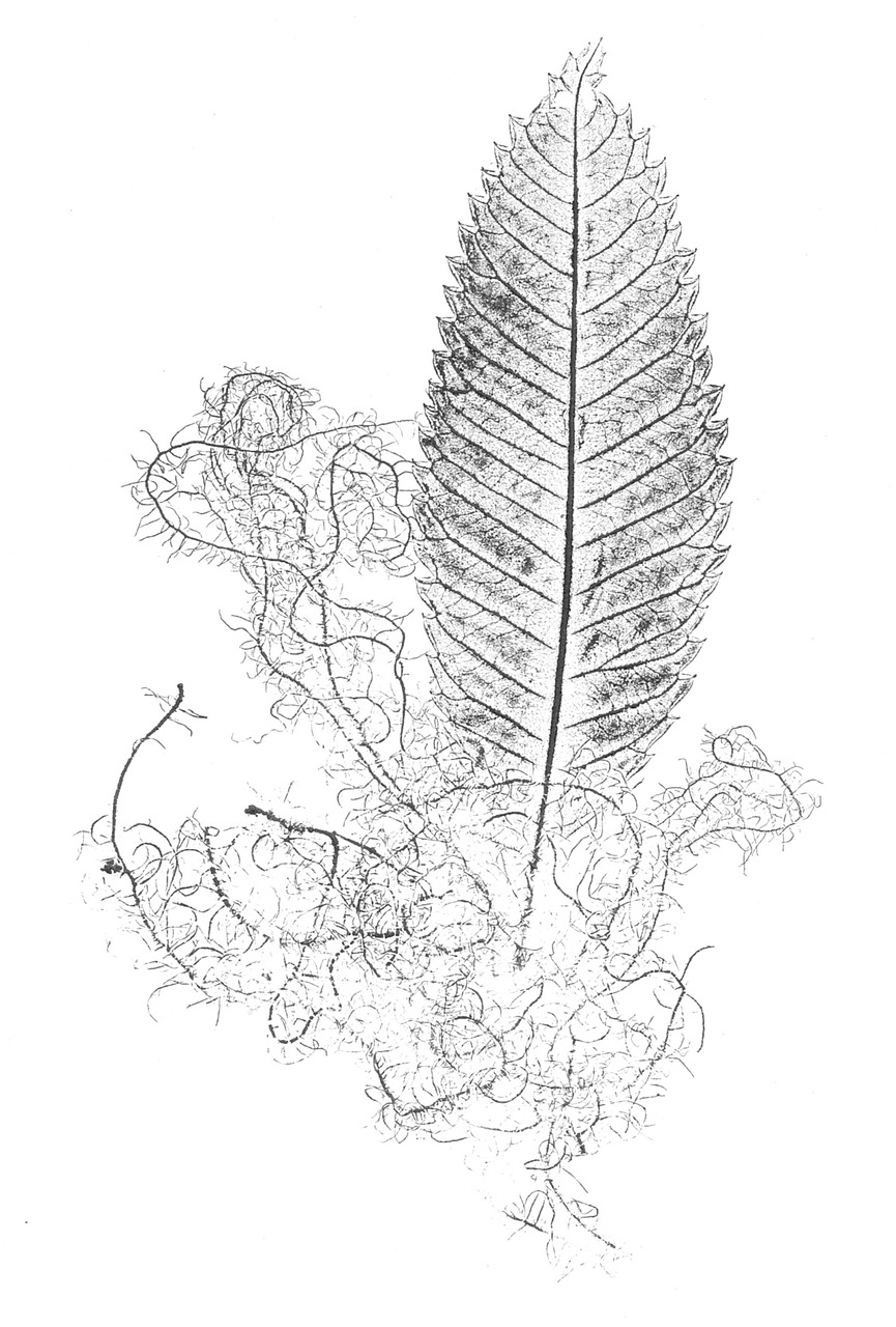 Lapai, Folija, Natūralus, Siluetas, Nemokamos Nuotraukos,  Nemokama Licenzija