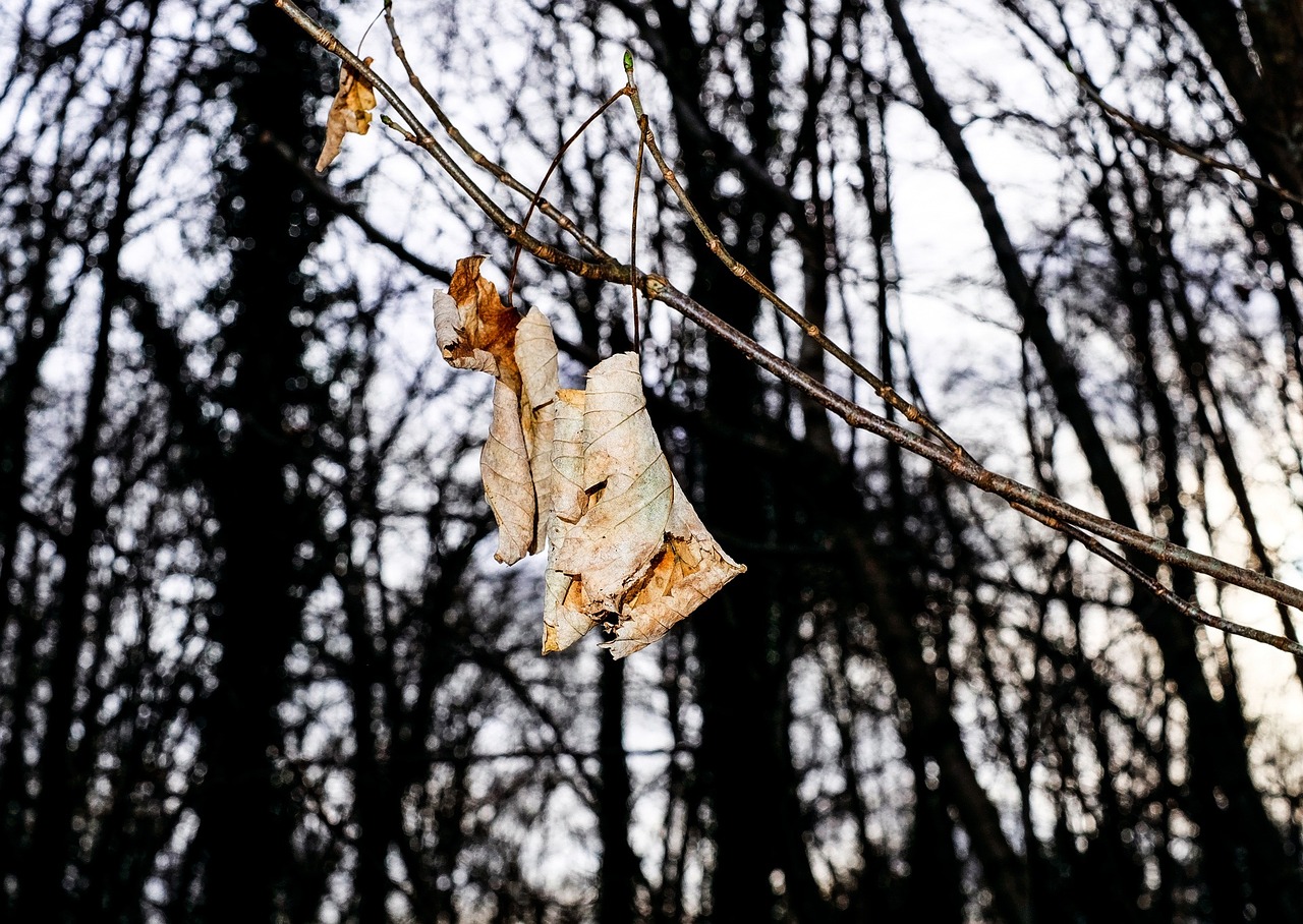 Lapai, Sausra, Miškas, Ruduo, Gamta, Nemokamos Nuotraukos,  Nemokama Licenzija