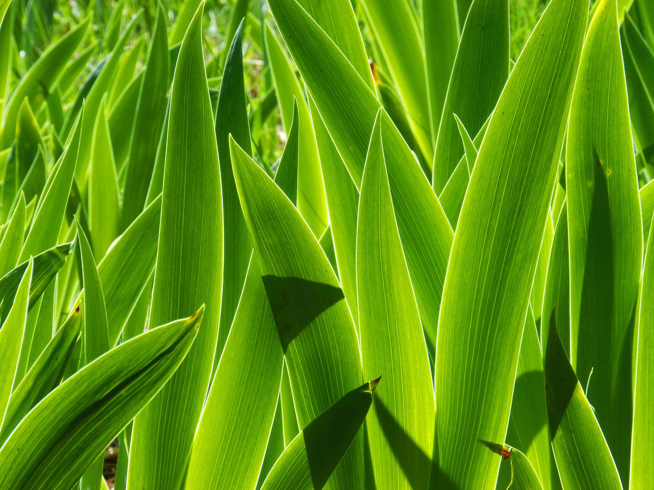 Lapai, Mėlyna Lírio, Apšvietimas, Šešėliai, Permatomas, Tekstūra, Iris Germanica, Nemokamos Nuotraukos,  Nemokama Licenzija