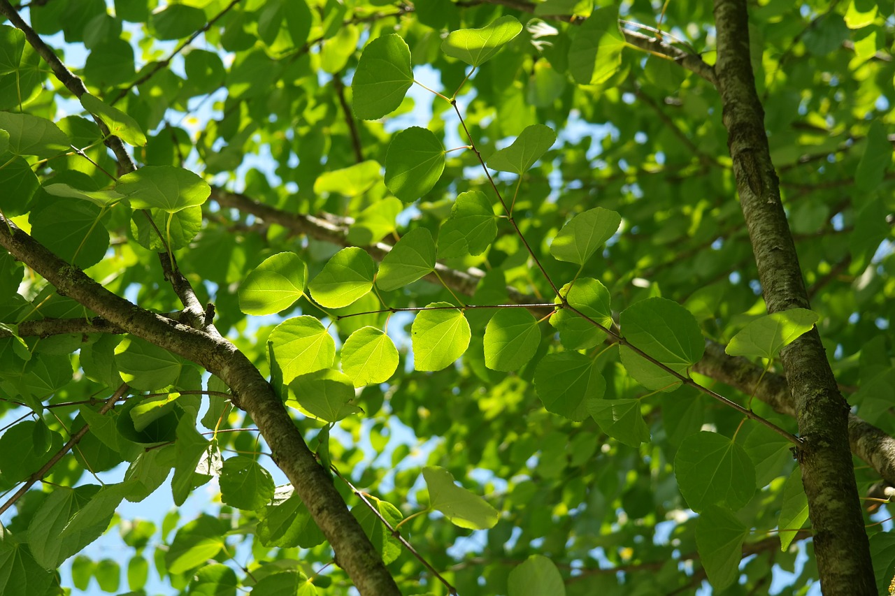 Lapai, Žalias, Japanese Kuchenbaum, Cercidiphyllum Japonicum, Japanese Katsurabaum, Meduolio Medis, Tortas Medis, Cercidiphyllum, Testurabaum, Cercidiphyllaceae