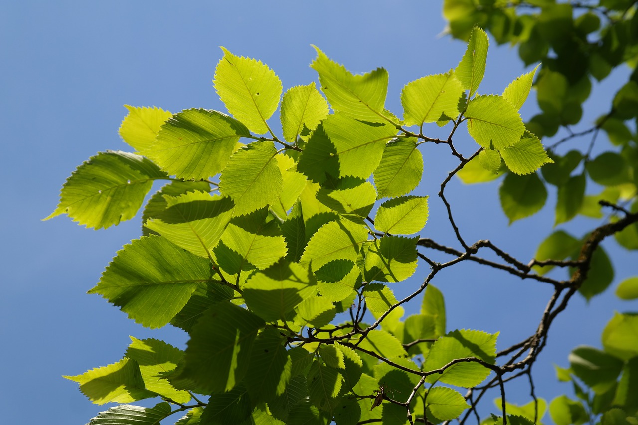 Lapai, Žalias, Medis, Kalnų Gniūžtė, Ulmus Glabra, Ulmus Scabra, Ulmus Montana, Elnias, Ulmus, Elnių Šeimos