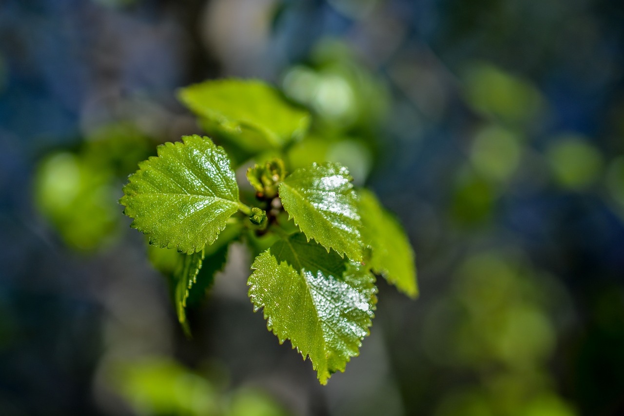 Lapai, Žalias, Augalas, Gamta, Lapai, Šviežias, Natūralus, Flora, Vasara, Makro