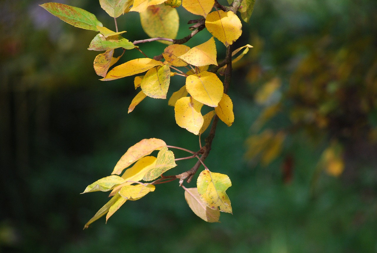 Lapai, Ruduo, Rudens Lapai, Gamta, Aukso Ruduo, Rudens, Geltona, Lapija, Nemokamos Nuotraukos,  Nemokama Licenzija