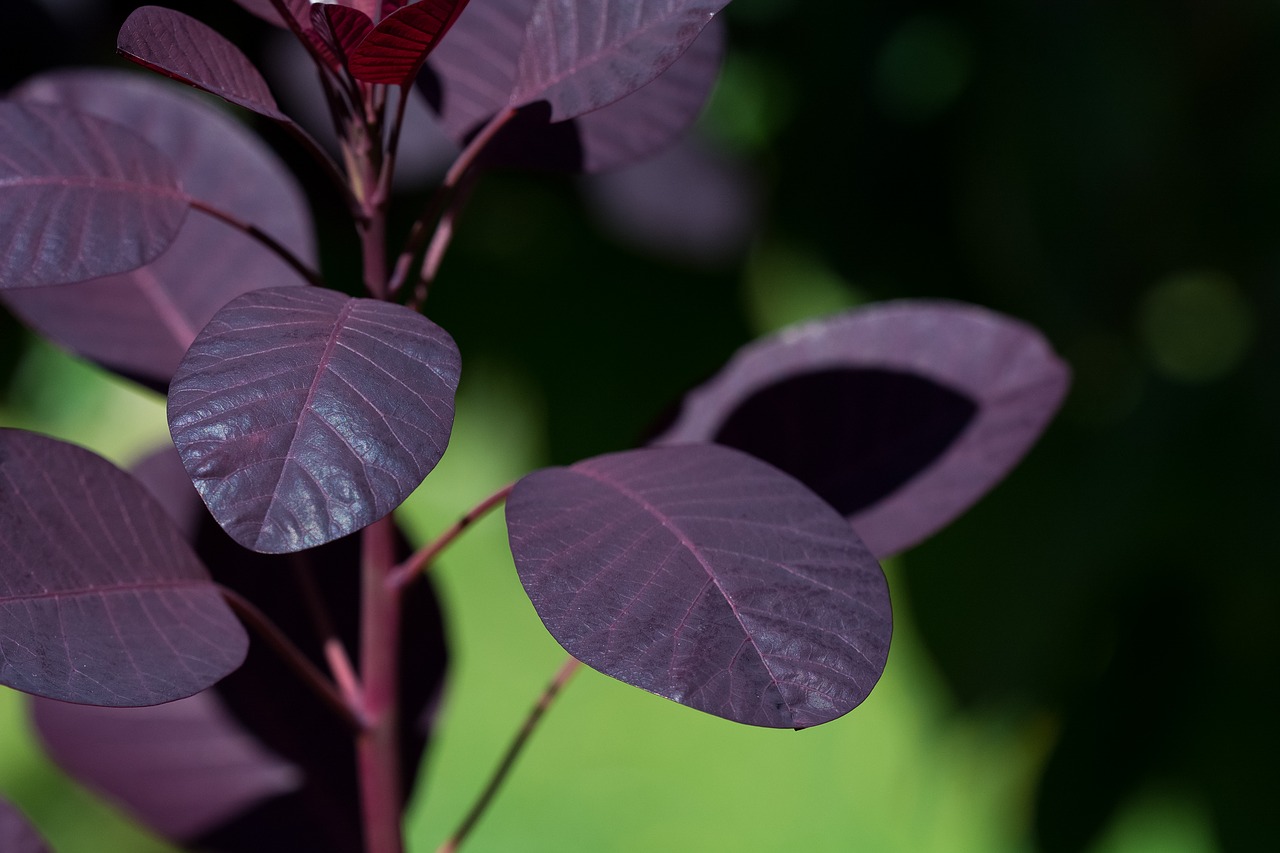 Lapai, Raudoni Lapai, Medis, Cotinus Coggygria, Paragauti Krūmų Medžiai, Paragauti Medis, Gamta, Augalas, Uždaryti, Nemokamos Nuotraukos