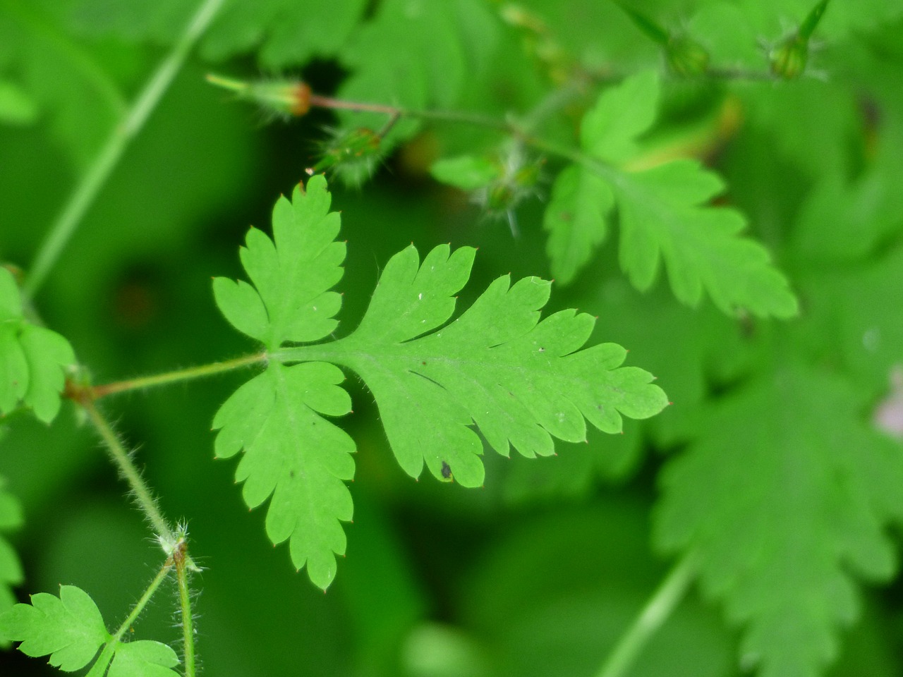 Lapai, Žalias, Žolė, Ruprecht Žolė, Geranium Robertianum, Kenksmingi Kranai, Geranium Greenhouse, Geraniaceae, Aštraus Gėlė, Nemokamos Nuotraukos