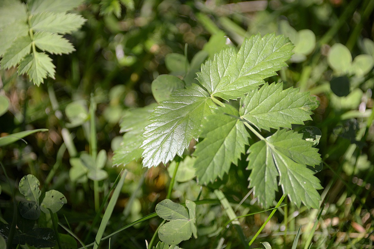 Gervuogių Lapai, Žalias, Augalas, Gamta, Lapai, Nemokamos Nuotraukos,  Nemokama Licenzija