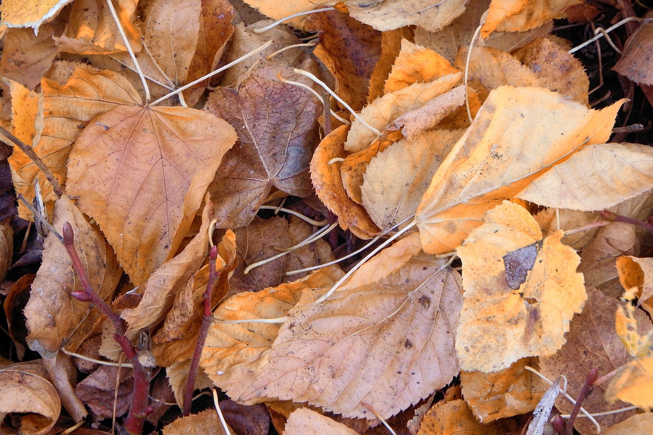 Lapai, Spalvoti Lapai, Ruduo, Kritimo Lapija, Kritimo Spalva, Rudens Spalvos, Nemokamos Nuotraukos,  Nemokama Licenzija