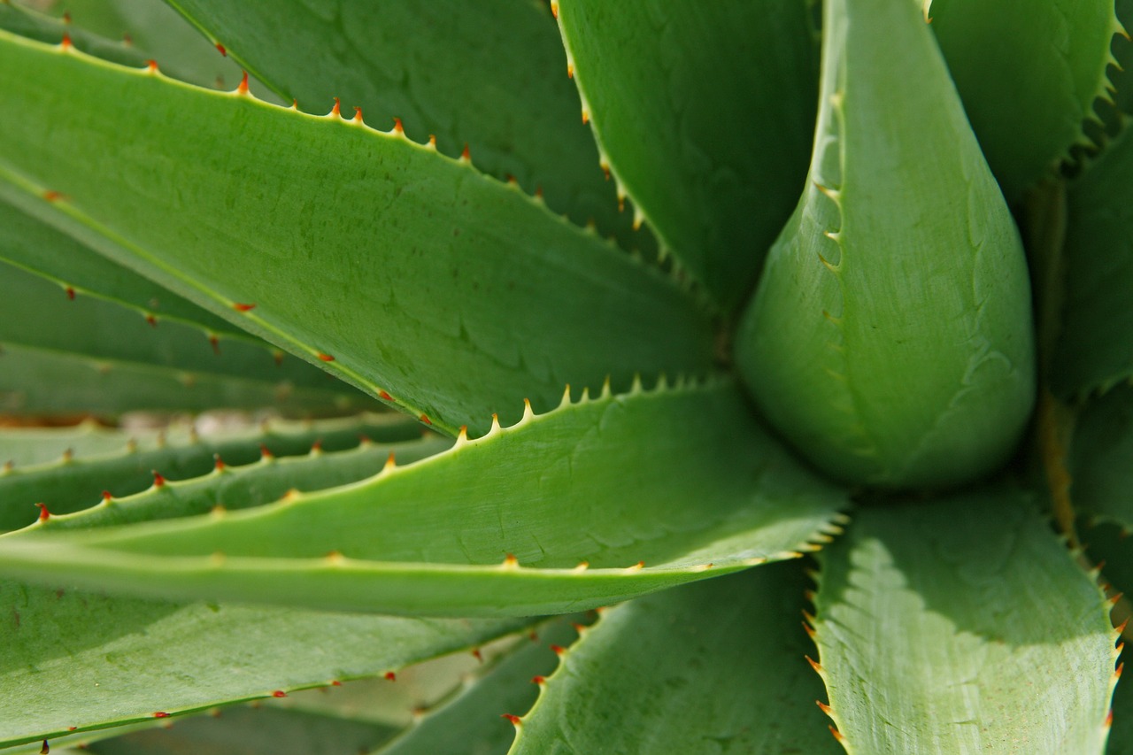 Lapai, Aloe, Lapai, Augalas, Gamta, Kaktusas, Žolelių, Šviežumas, Natūralus, Lapija