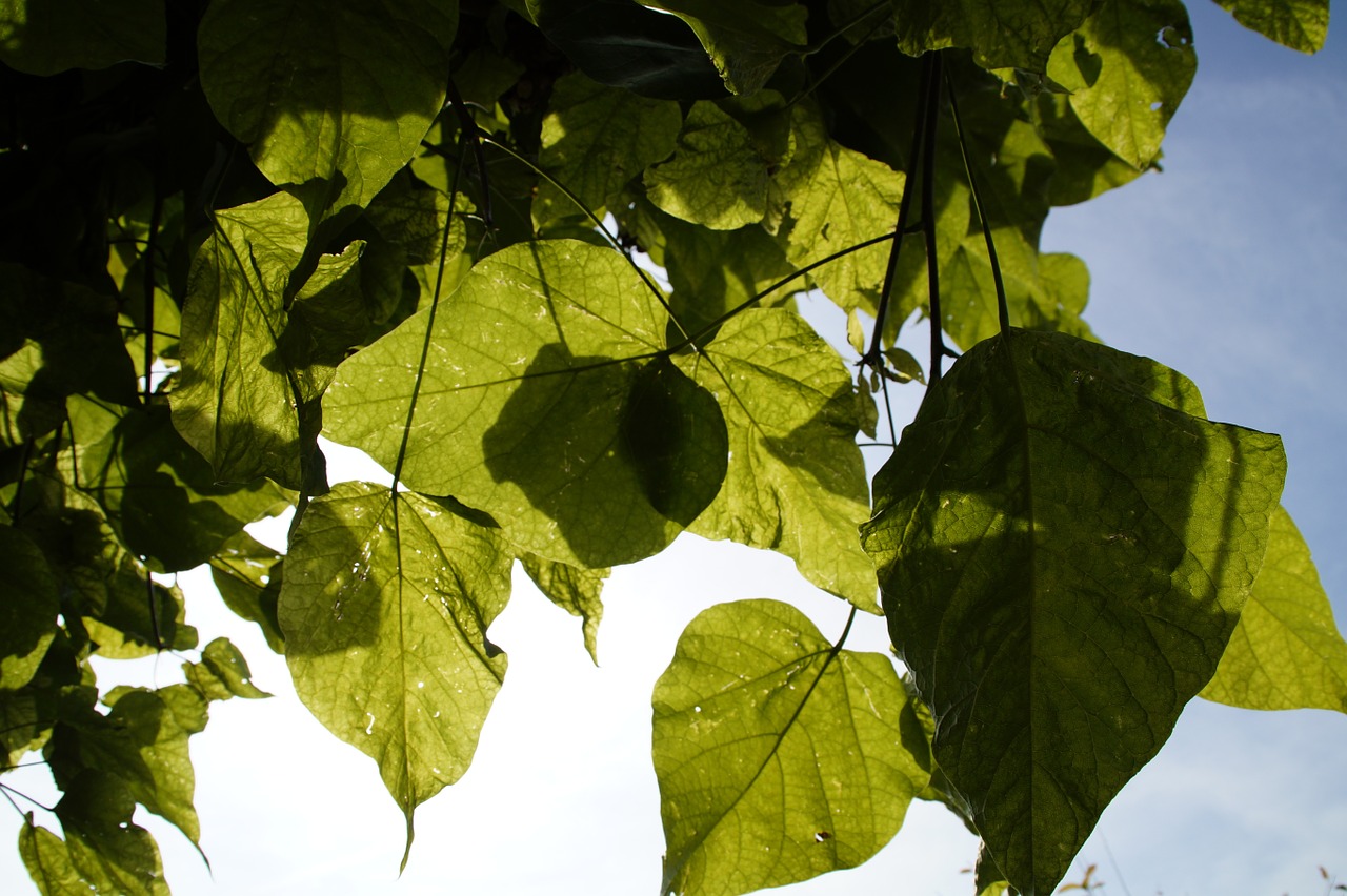 Lapai, Šviesa, Šešėlis, Ruduo, Žaliųjų Atspalvių, Dangus, Medis, Catalpa, Lapai, Nemokamos Nuotraukos