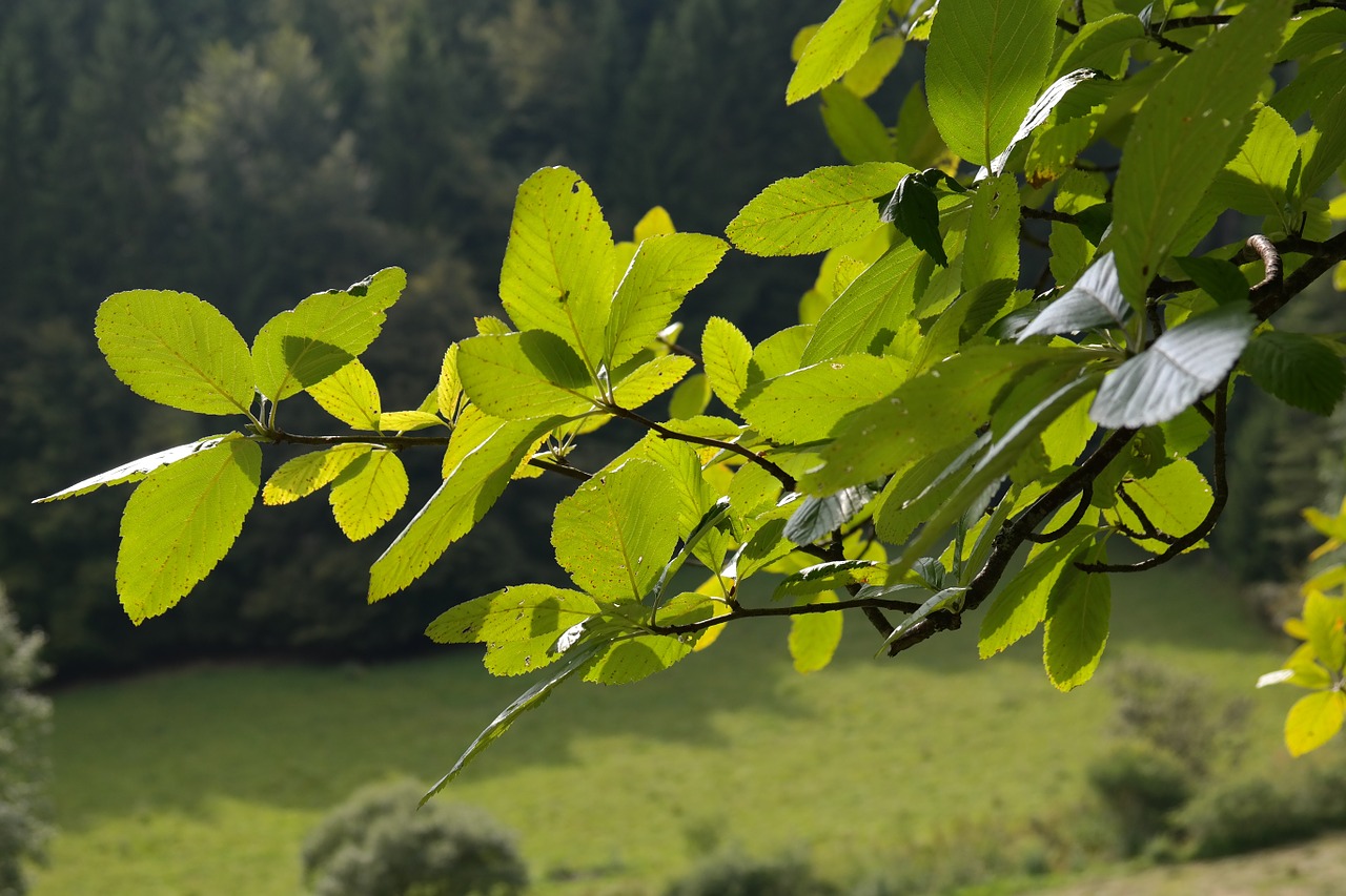 Lapai, Lapija, Medis, Žalias, Tikrasis Baltasis Žiedas, Sorbus Aria, Jis Miltų Uogų, Sorbus, Rožių Šiltnamius, Rosaceae