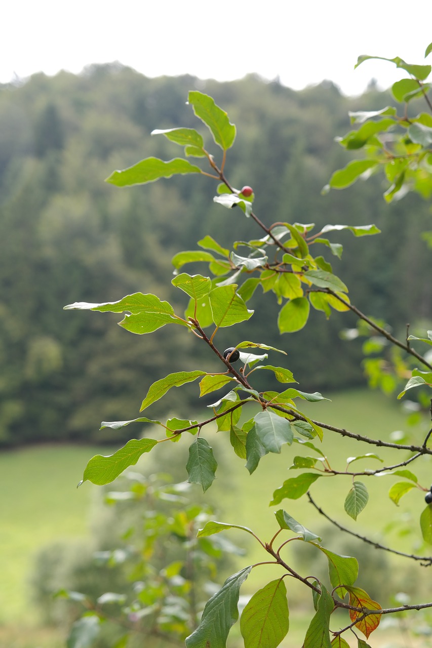 Lapai, Filialai, Medis, Rhamnus Frangula, Frangula Alnus, Rhamnus Frangula L, Frangula Dodonei, Krūmas, Šaltalankių Vaisiai, Rhamnaceae