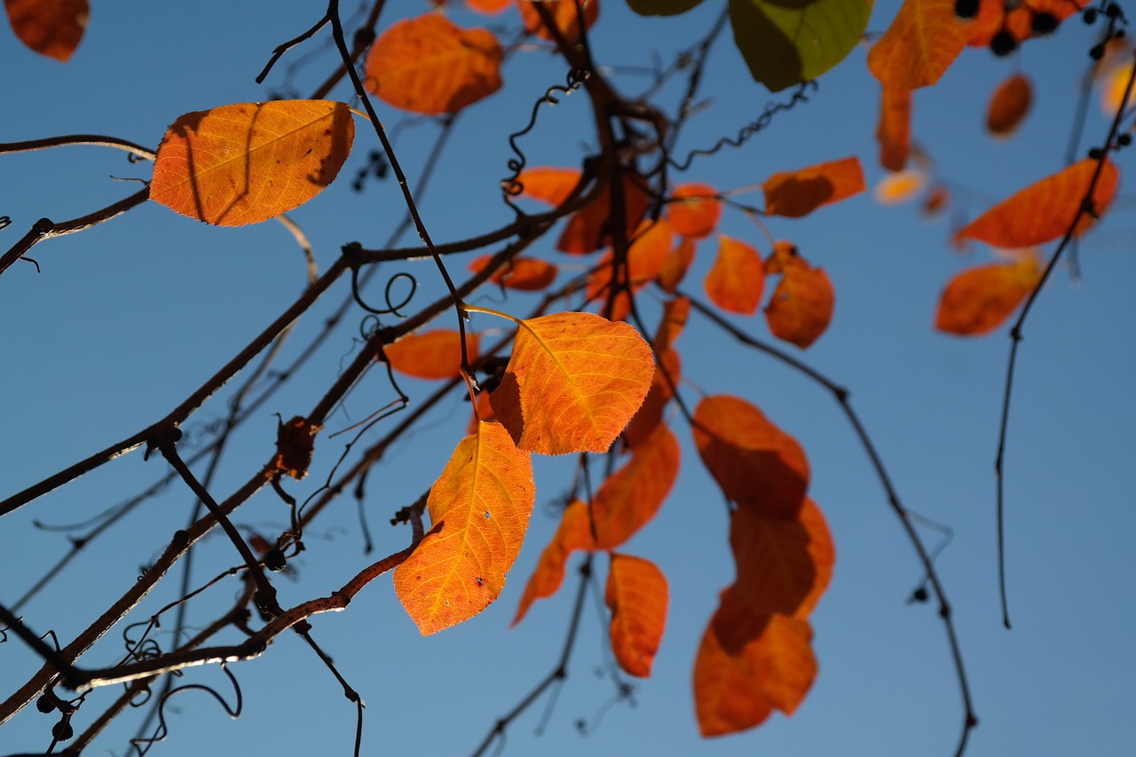 Lapai, Ruduo, Oranžinė, Raudona, Kraujo Raudonis, Kritimo Lapija, Paprastoji Roko Kriaušė, Amelanchier Ovalis, Bendras Amelanchier, Uolienų Medelynas