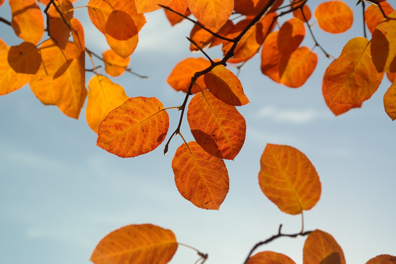 Lapai, Ruduo, Oranžinė, Raudona, Kraujo Raudonis, Kritimo Lapija, Paprastoji Roko Kriaušė, Amelanchier Ovalis, Bendras Amelanchier, Uolienų Medelynas