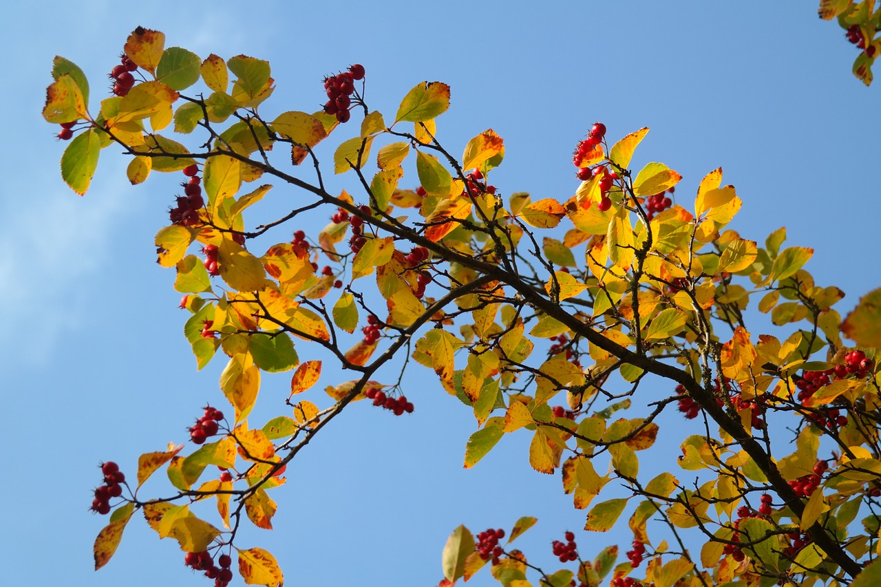 Lapai, Uogos, Vaisiai, Raudona, Medis, Uogų Raudona, Odinis Lapelis Weißdorn, Sūrio Obuolys, Crataegus, Gudobelė