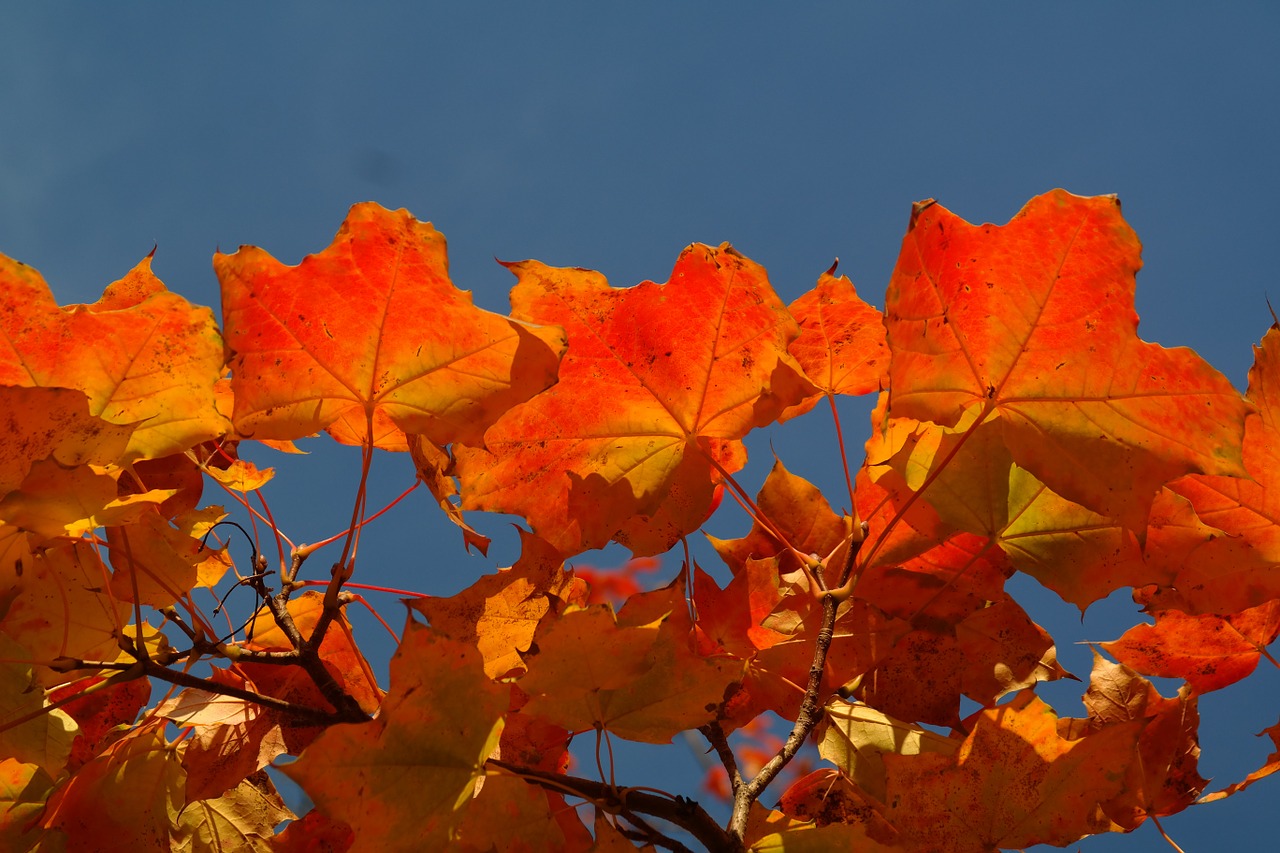 Lapai, Ruduo, Kritimo Spalva, Filialas, Klevas, Acer Platanoids, Geltona, Oranžinė, Raudona, Kritimo Lapija