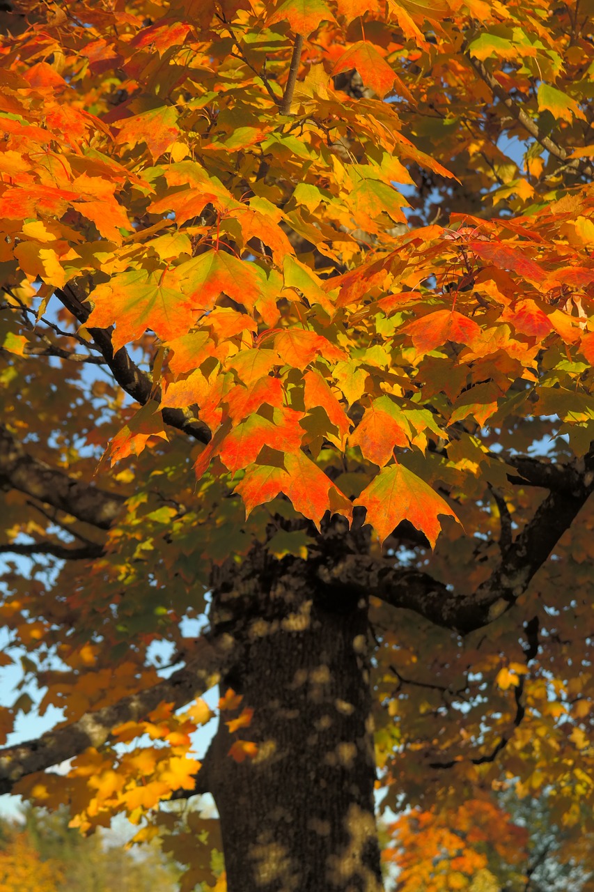 Lapai, Baldakimas, Ruduo, Kritimo Spalva, Filialas, Klevas, Acer Platanoids, Geltona, Oranžinė, Raudona