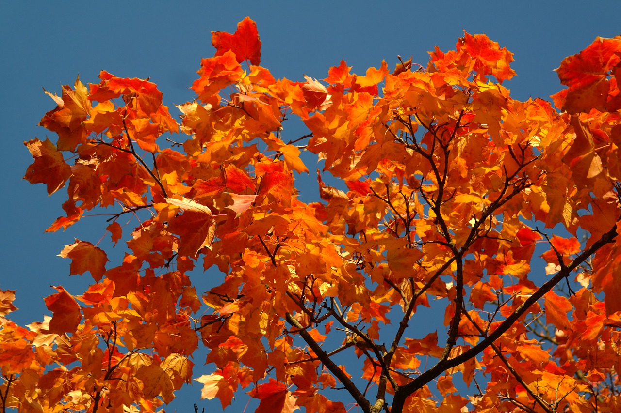 Lapai, Ruduo, Kritimo Spalva, Spalvos, Šviesus, Stiprus, Filialas, Klevas, Acer Platanoids, Geltona