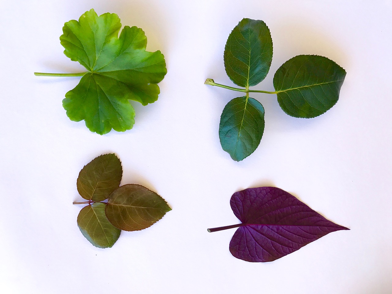 Lapai, Žalias, Violetinė, Žali Lapai, Lapija, Makro, Nemokamos Nuotraukos,  Nemokama Licenzija