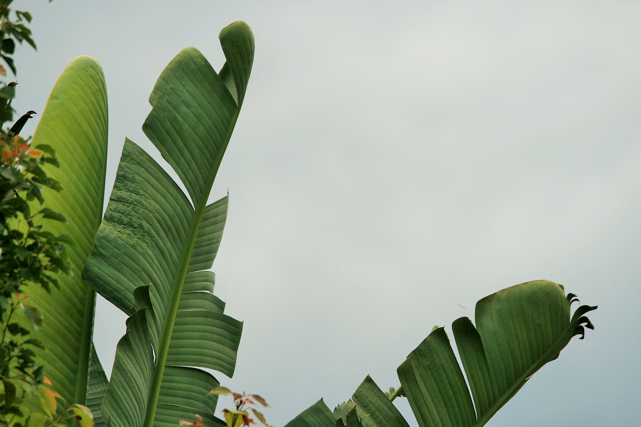 Lapai, Suplyšusi, Žalias, Ventiliatoriaus Formos, Strelitza, Milžinas, Laukinis Bananas, Subtropinis, Kva-Zulu Natal, Nemokamos Nuotraukos