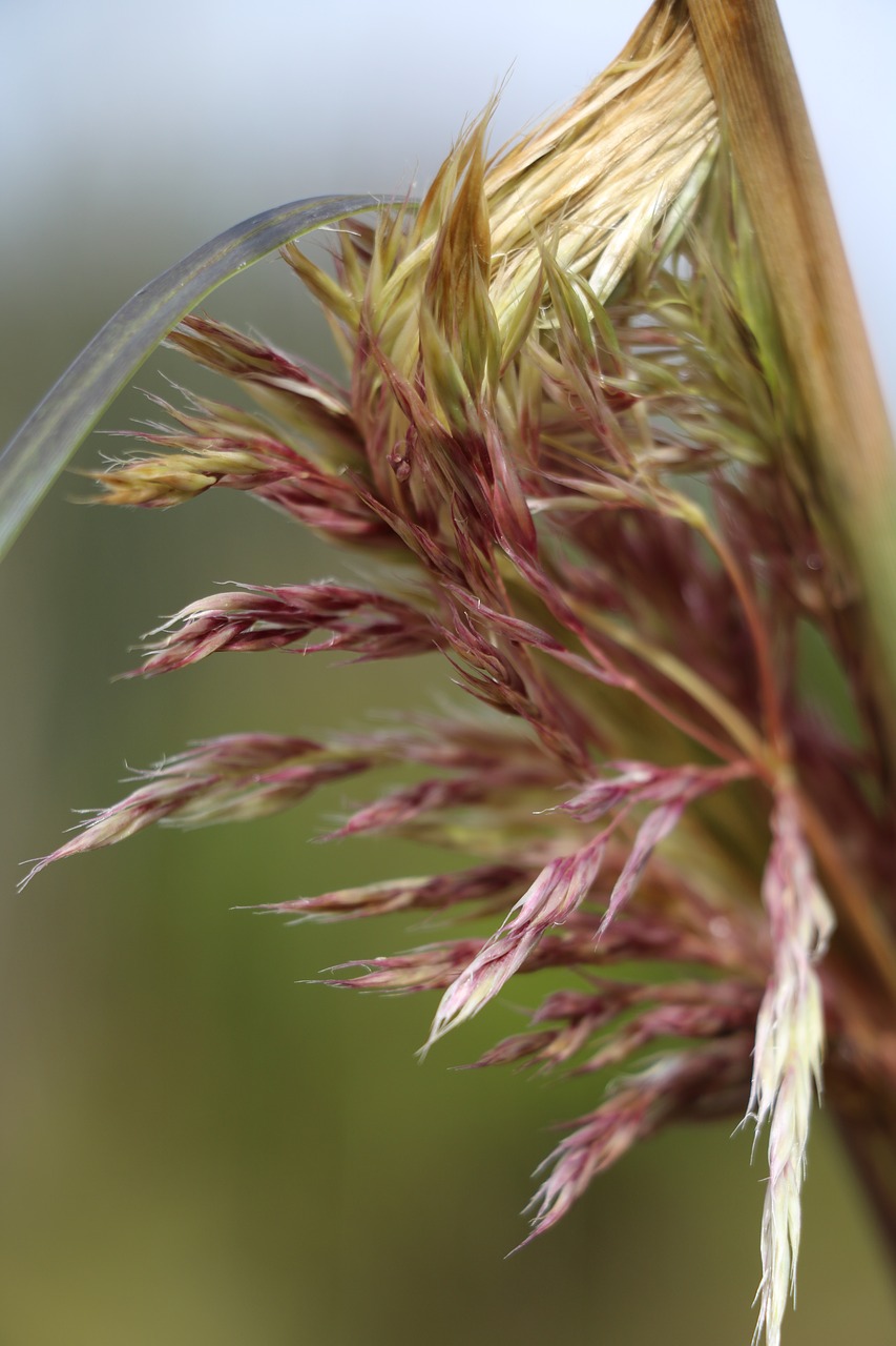 Lapai, Lapija, Gėlė, Gamta, Nemokamos Nuotraukos,  Nemokama Licenzija