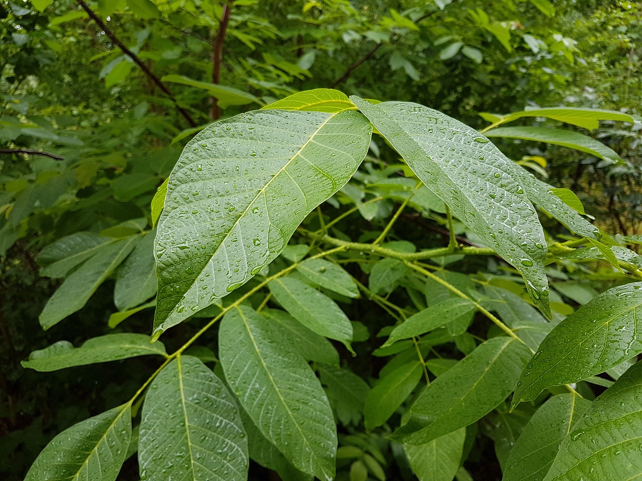 Lapai, Gamta, Žalias, Lietus, Šlapias, Liūtys, Žalias Lapas, Lapai, Nemokamos Nuotraukos,  Nemokama Licenzija