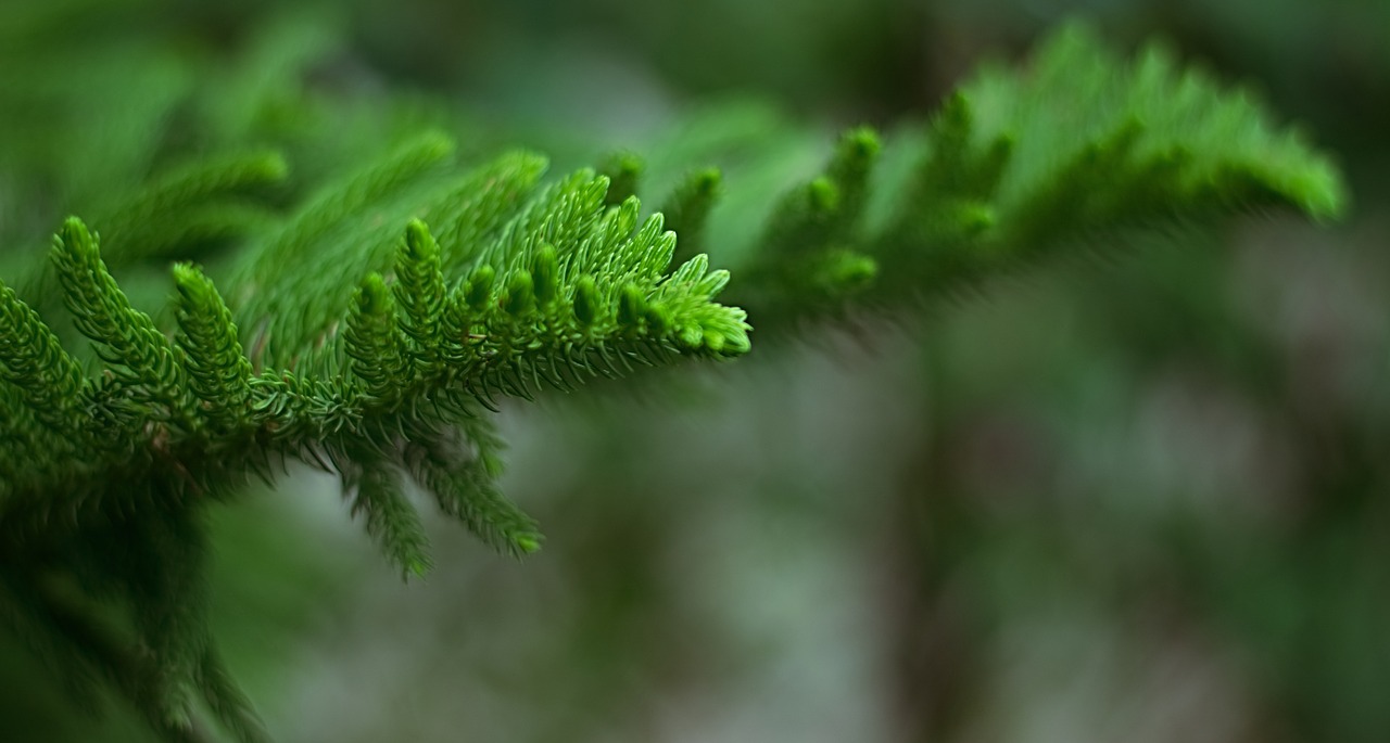 Lapai, Bokeh, Gamta, Lapai, Blur, Natūralus, Šviesus, Žalias, Saulės Šviesa, Medis