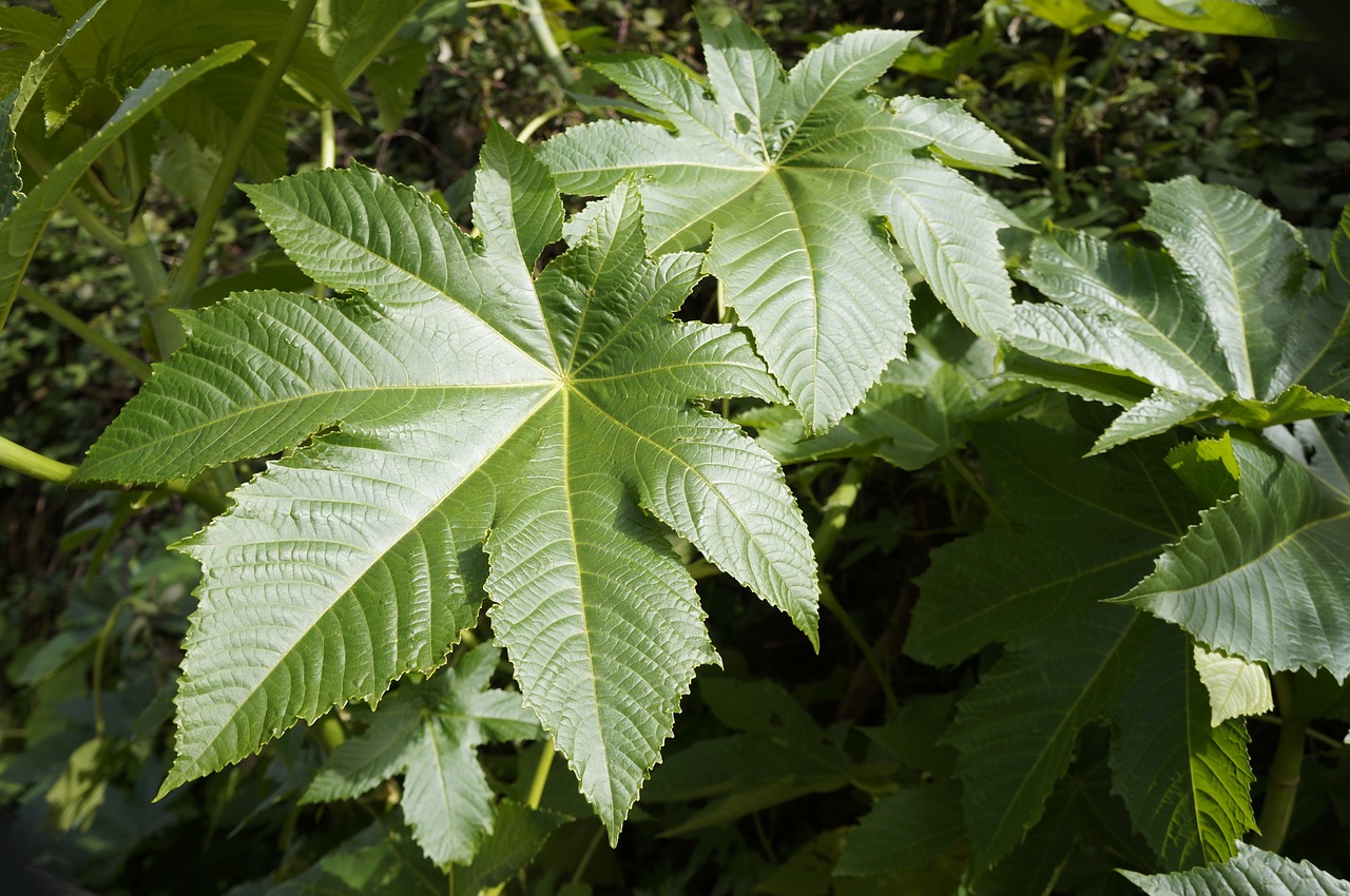 Lapai, Gamta, Augalai, Nemokamos Nuotraukos,  Nemokama Licenzija