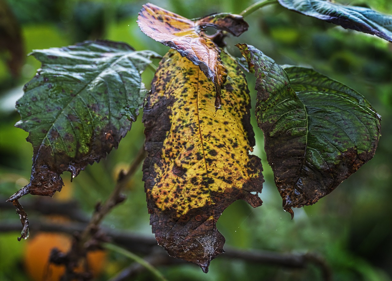 Lapai, Rudens Lapas, Kritimo Lapija, Kritimo Spalva, Rudens Spalvos, Ruduo, Šlapias, Rasa, Nuosėdos, Lietus