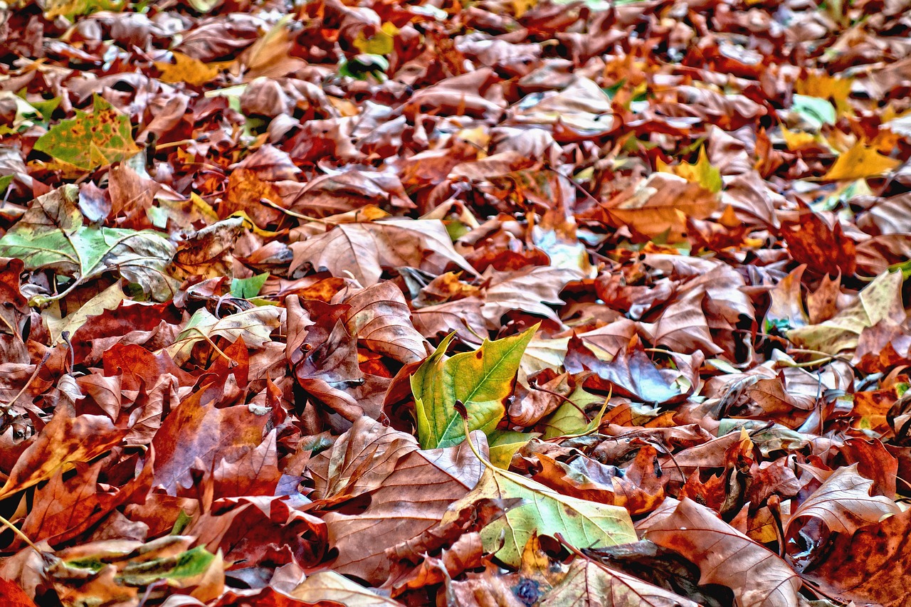 Lapai, Nukritę Lapai, Rudens Lapai, Palieka Ant Žemės, Rudens Spalvos, Raudona, Russet, Ruda, Sezoninis, Sausas