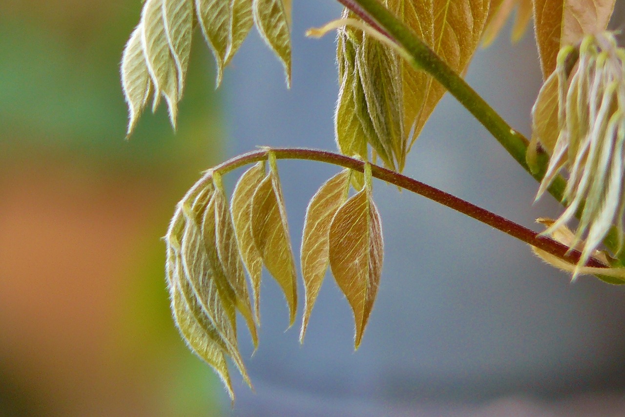 Lapai, Alpinistas, Plakti Vynuoges, Laipsnio Augimas, Augalas, Wisteria, Mėlynas Lietus, Glicinenas, Laipiojimo Augalai, Lapų Struktūros