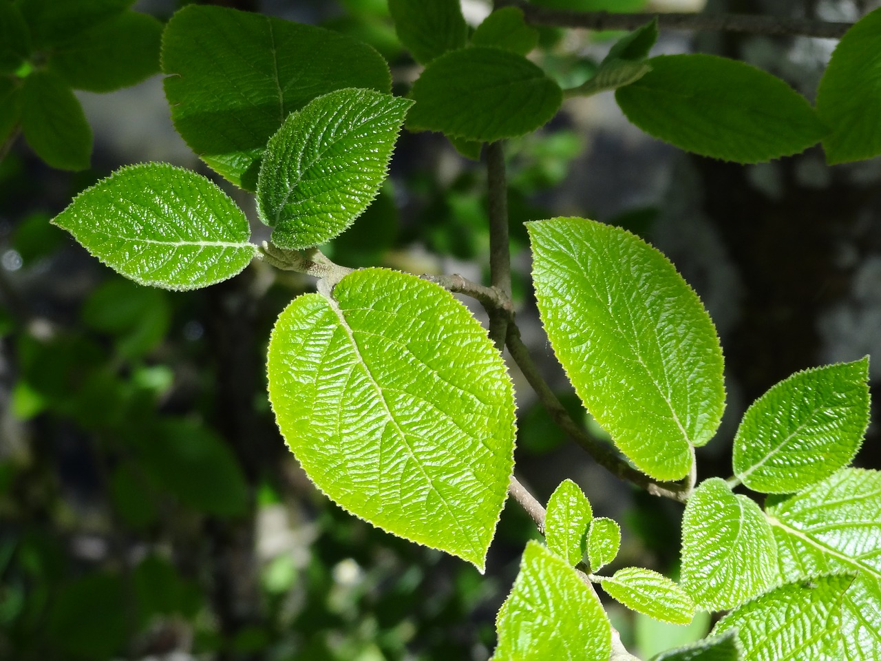 Lapai,  Lapų,  Medis,  Žalias,  Pobūdį,  Floros,  Botanika,  Filialas,  Miškas, Nemokamos Nuotraukos