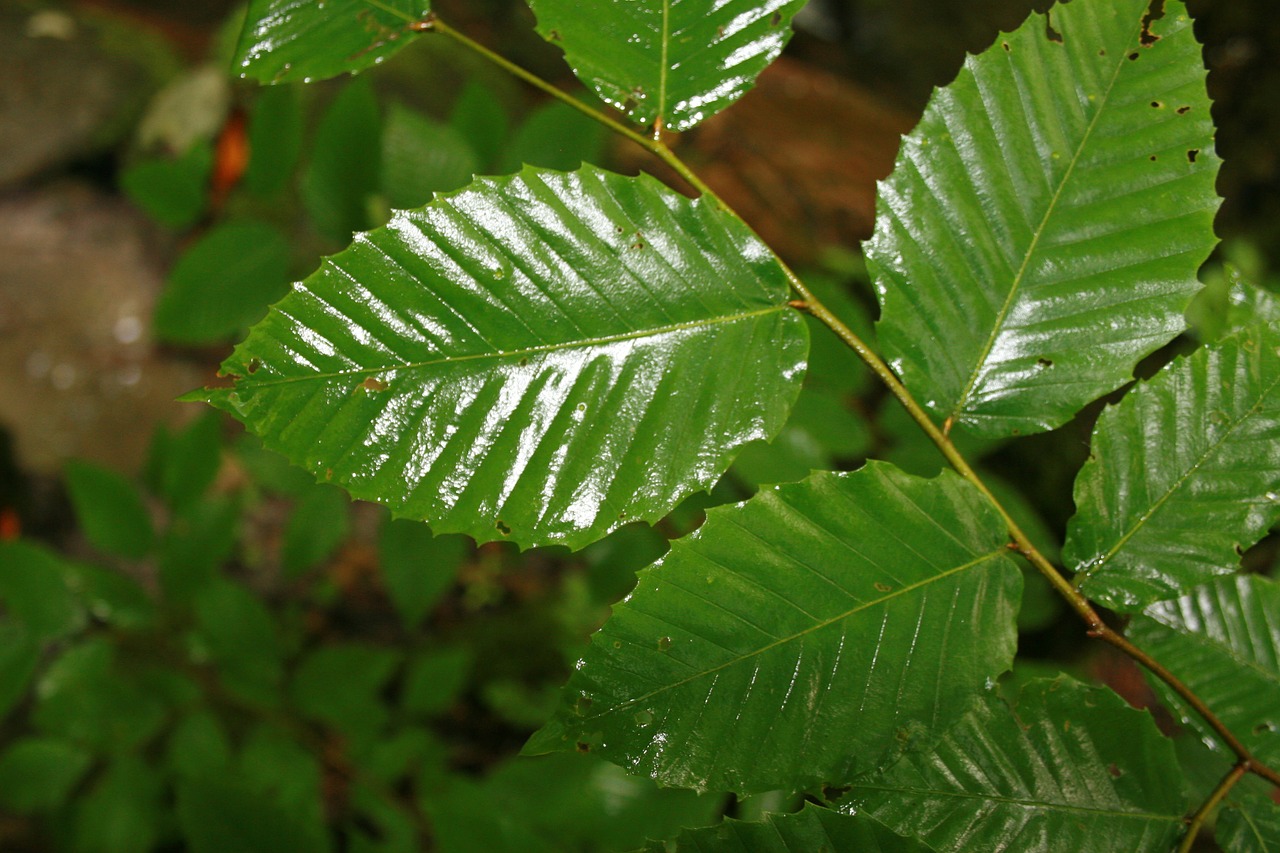 Lapai, Šlapias, Lietus, Žalias, Graži, Gamta, Gražus, Flora, Augalas, Natūralus