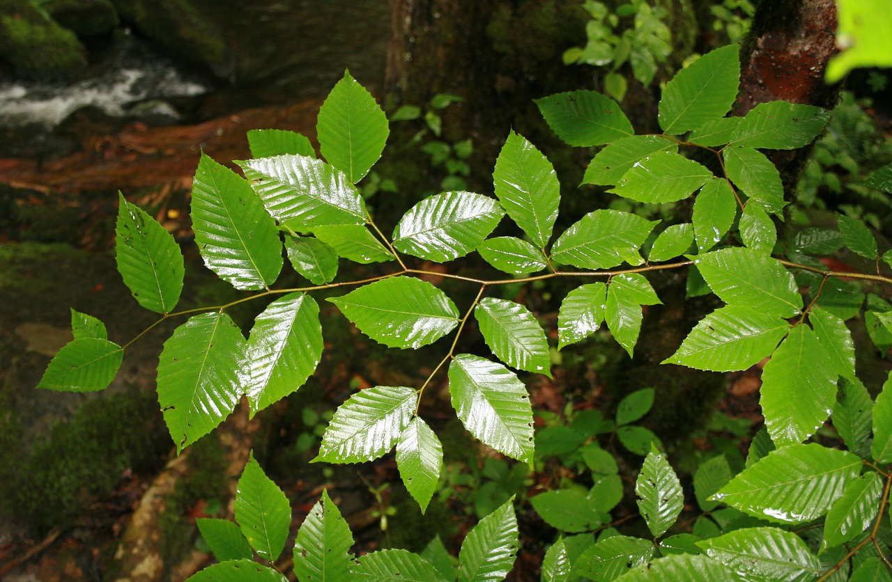 Lapai, Žalias, Šlapias, Lietus, Graži, Gamta, Gražus, Flora, Augalas, Natūralus