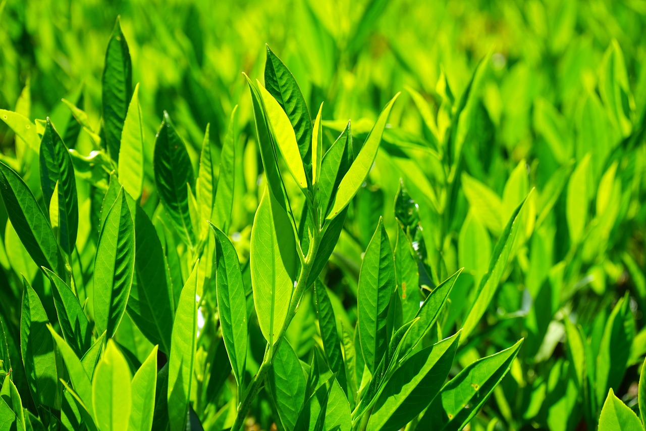 Lapai, Žalias, Atgal Šviesa, Šviesiai Žalia, Žaliųjų Atspalvių, Šviesus, Prunus Laurocerasus, Krūmas, Augalas, Laurocerasus Officinalis