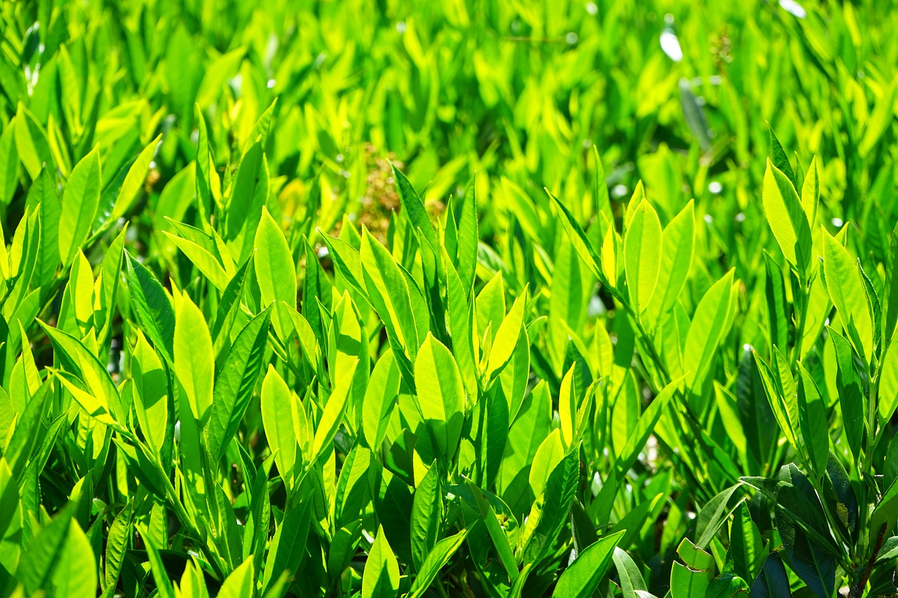 Lapai, Žalias, Atgal Šviesa, Šviesiai Žalia, Žaliųjų Atspalvių, Šviesus, Prunus Laurocerasus, Krūmas, Augalas, Laurocerasus Officinalis