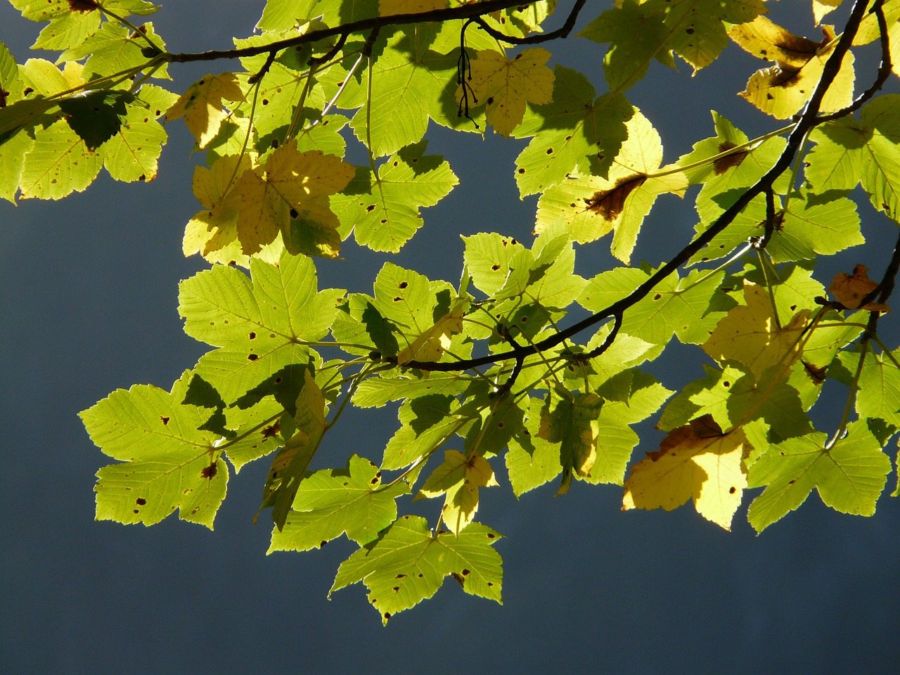 Lapai, Kalnų Klevas, Ruduo, Acer Pseudoplatanus, Klevas, Acer, Lapuočių Medis, Miškas, Šviesus, Saulė