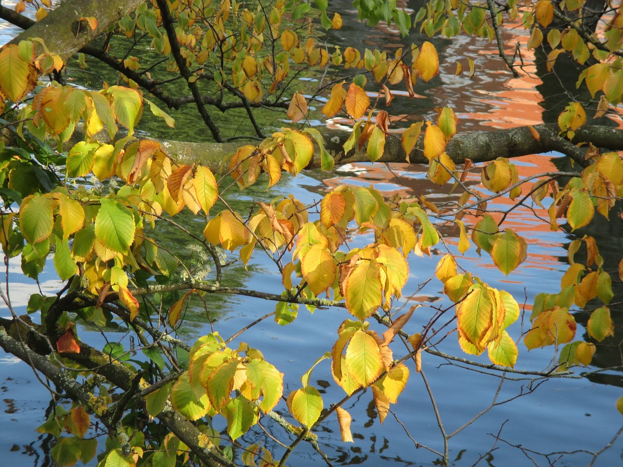 Lapai, Rudens Nuotaika, Ruduo, Medis, Rudens Spalvos, Kritimo Lapai, Spalvinga, Geltona, Fonas, Nemokamos Nuotraukos