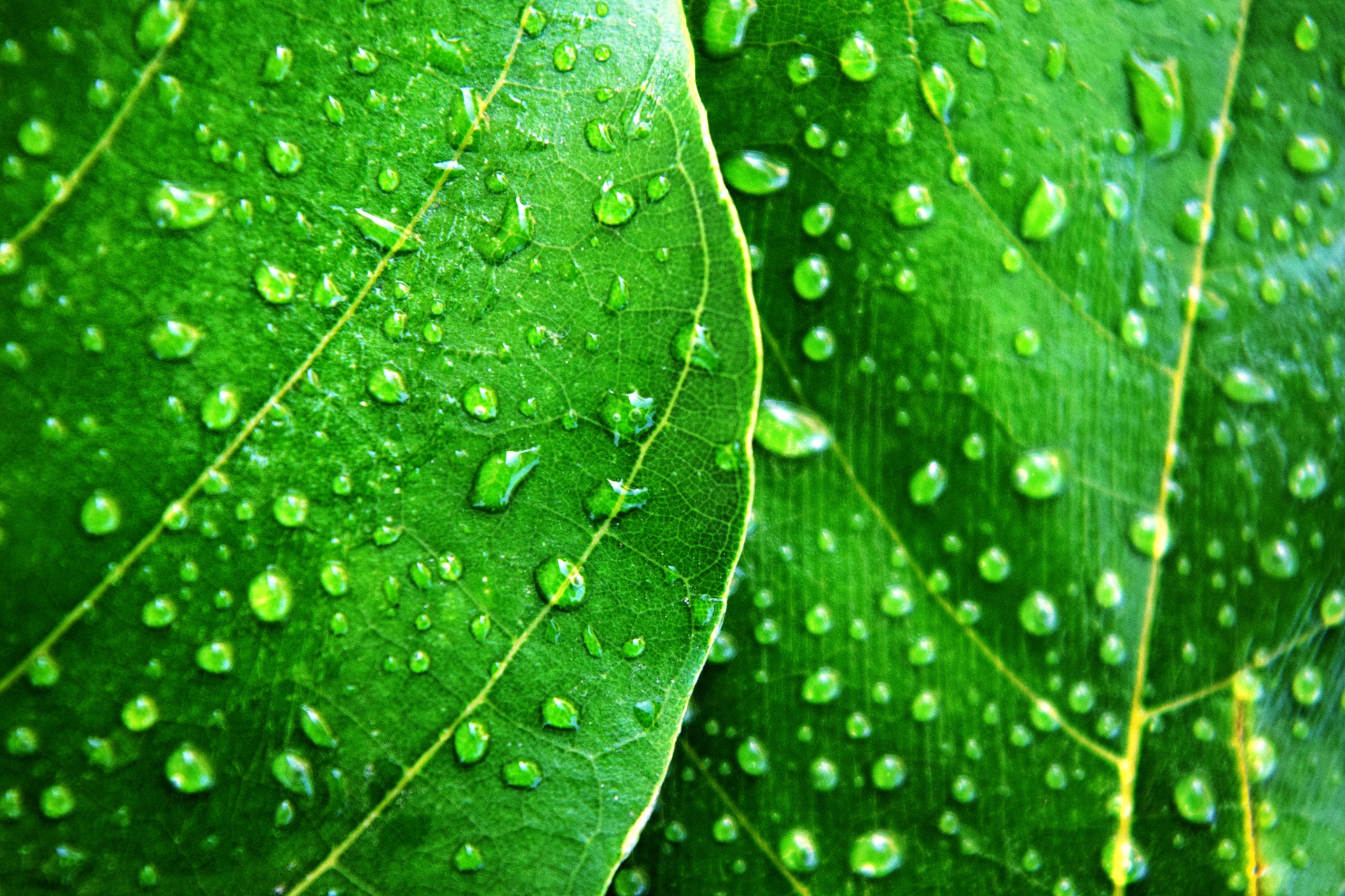 Watering leaves. Лист с каплями. Листья с каплями воды. Листок с каплями воды. Капли на листке.