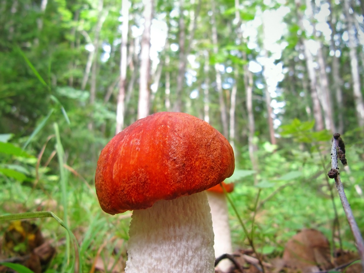 Leccinum, Grybai, Aurantiacum, Aspen Grybas, Boletus, Miškas, Laukiniai, Valgomieji, Grybai, Grybelis