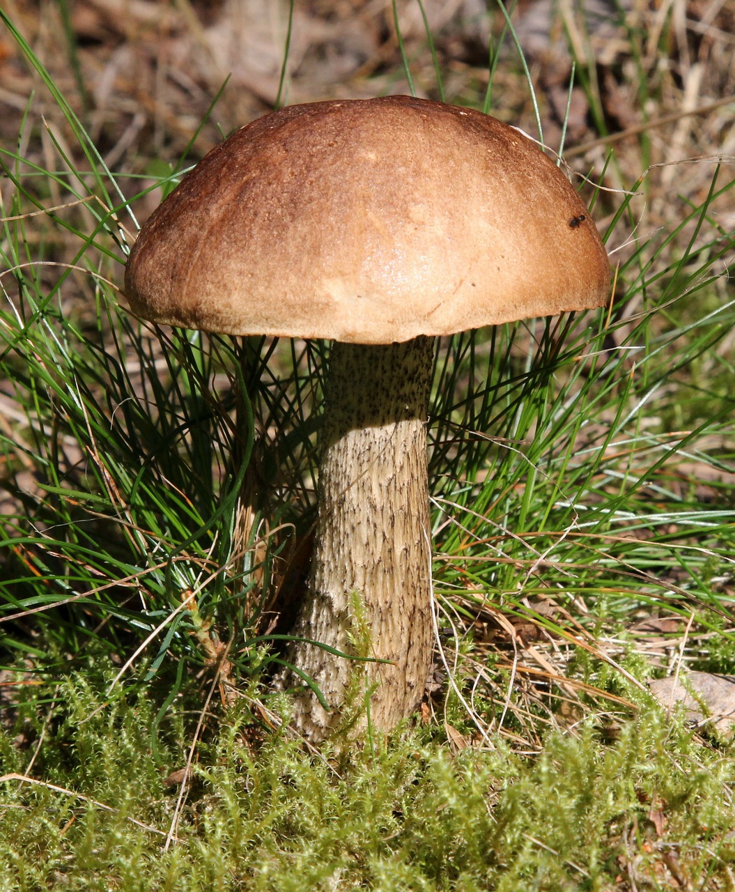 Leccinum Scabrum, Grybai, Ruda, Virtuvė, Žolė, Sausas Lapai, Valgomieji, Sveikas, Nemokamos Nuotraukos,  Nemokama Licenzija