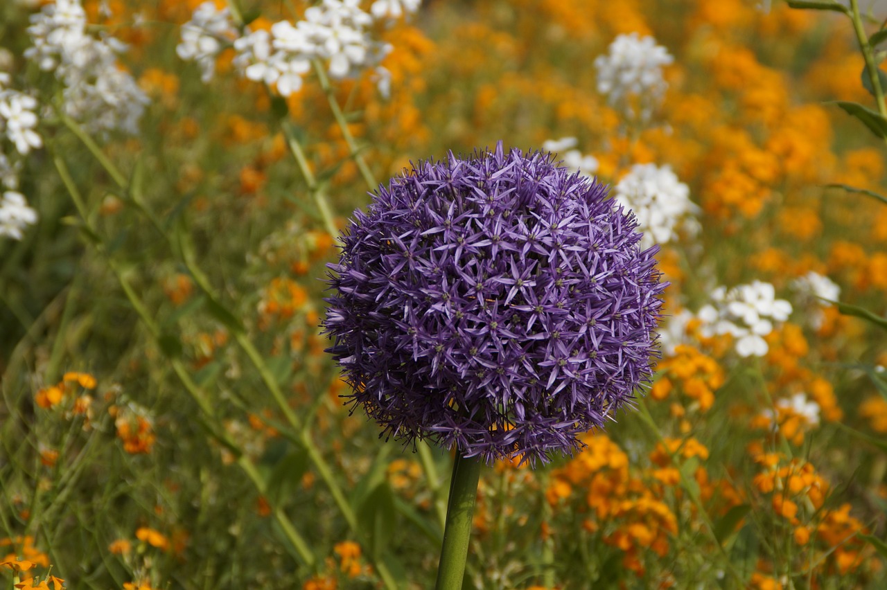 Porai, Žydėti, Violetinė, Violetinė, Mėlynas, Rutulys, Globojamos, Augalas, Žiedas, Žydėti