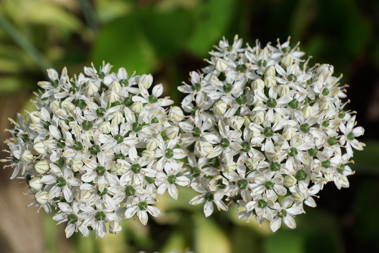 Porai, Geltona, Gėlė, Žiedas, Žydėti, Flora, Gamta, Pavasaris, Augalas, Kvepalai