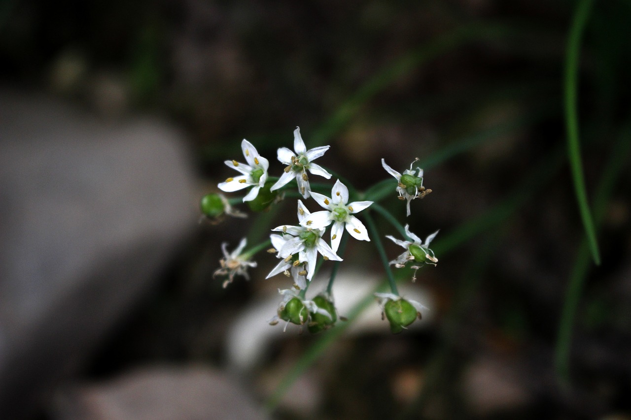 Porai Gėlių,  Begalinis Liūdesys,  Gėlės,  Pobūdį,  Augalai,  Uždaryti,  Makro,  Rožinis,  Žiedlapis,  Floros